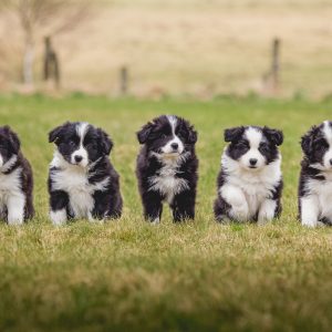 Die Zeit rennt: unsere Border Collie Welpen sind sieben Wochen alt