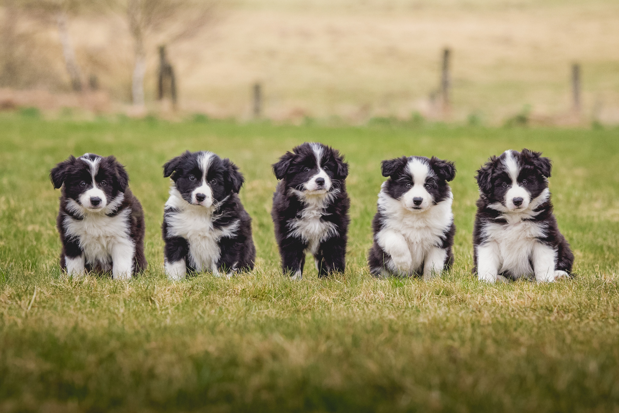 Die Zeit rennt: unsere Border Collie Welpen sind sieben Wochen alt