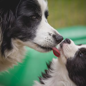 Mama Nell und ihre vierbeinigen Kinder