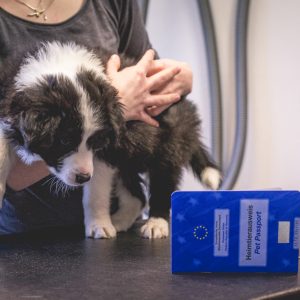 12|04|2017 – Gechippt: Tierarztbesuch mit unseren fünf Border Collie Welpen