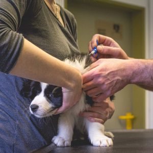 12|04|2017 – Gechippt: Tierarztbesuch mit unseren fünf Border Collie Welpen