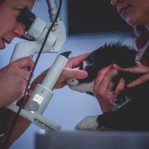 13|04|2017 – Zur Augenuntersuchung in der Tierklinik Betzdorf