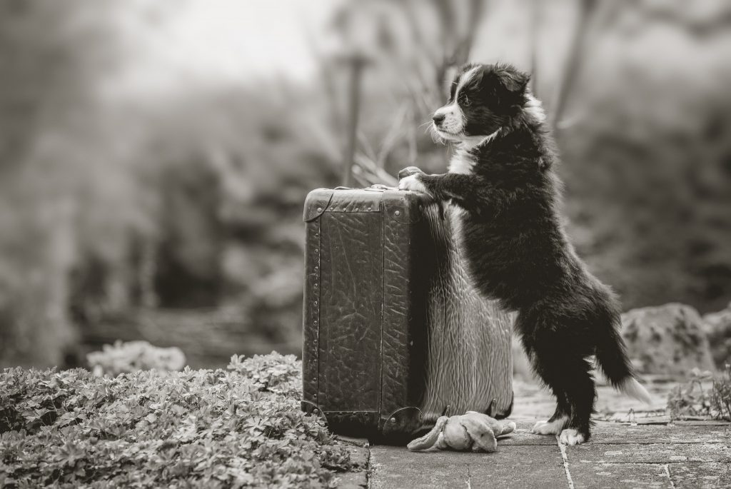 Die Koffer sind gepackt: unsere Border Collie Welpen sind acht Wochen alt