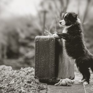 Die Koffer sind gepackt: unsere Border Collie Welpen sind acht Wochen alt