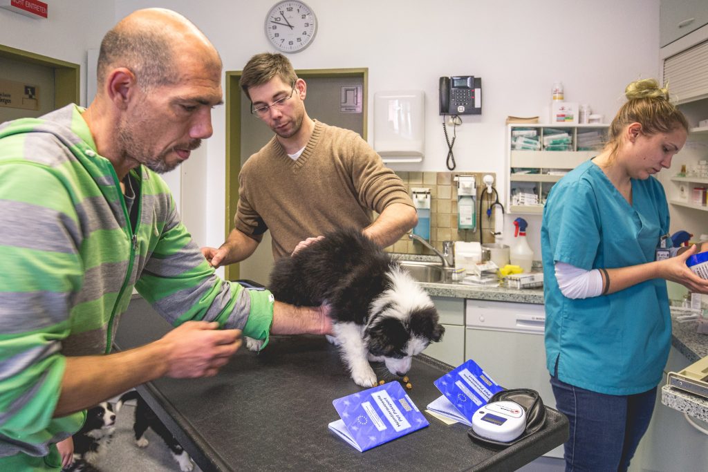 18|04|2017 – Zum Impfen mit unseren fünf Border Collie Welpen