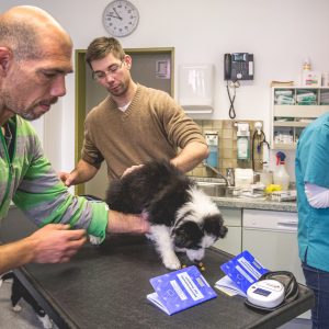 18|04|2017 – Zum Impfen mit unseren fünf Border Collie Welpen