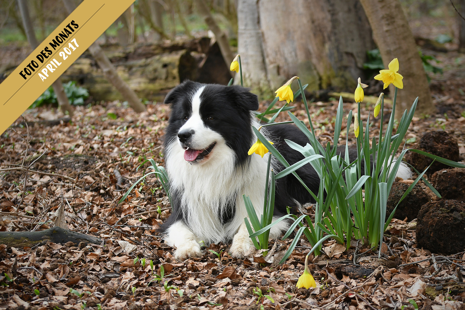 Foto des Monats: »Joey«, Broadmeadows Black Diamond