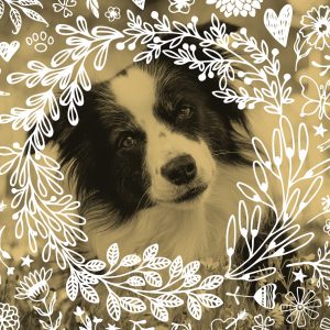 4. Juni 2017 – Unsere Border Collie Hündin Nell feiert ihren achten Geburtstag