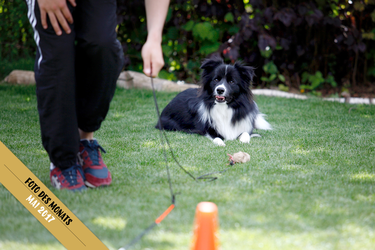 Neue Trainingsansätze: »Bran«, Broadmeadows Cloud Rider