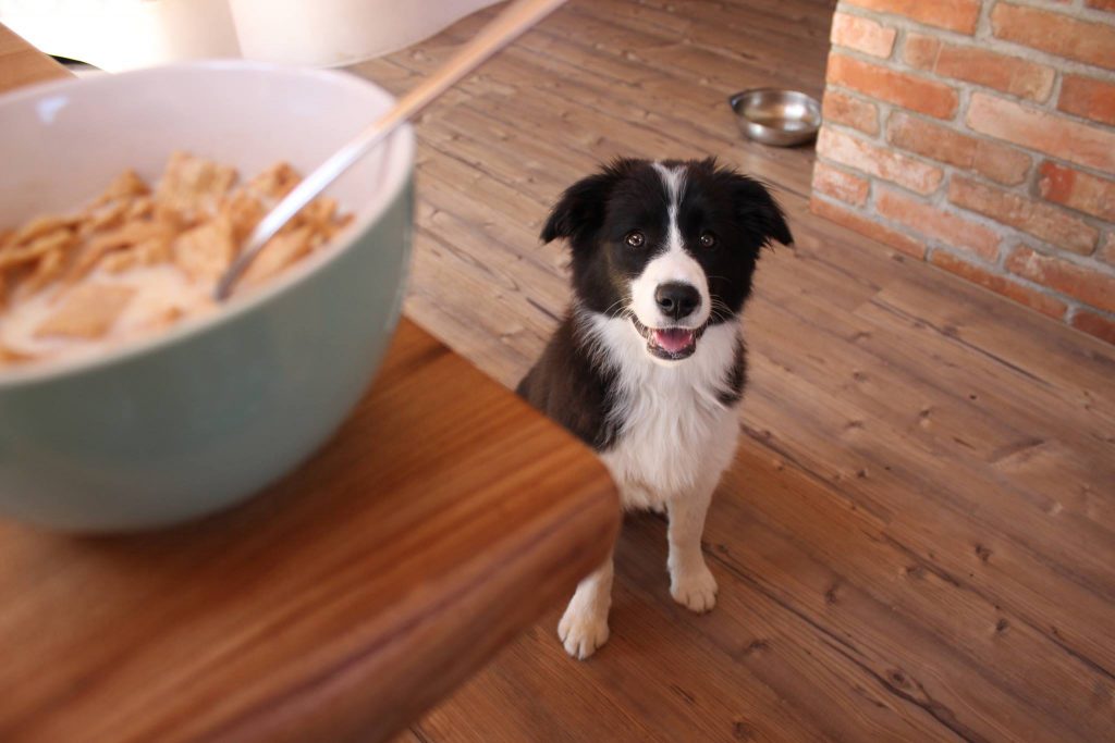 Border Collie Hündin Ella wartet auf ihr Futter