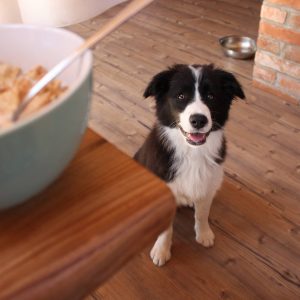 Border Collie Hündin Ella wartet auf ihr Futter