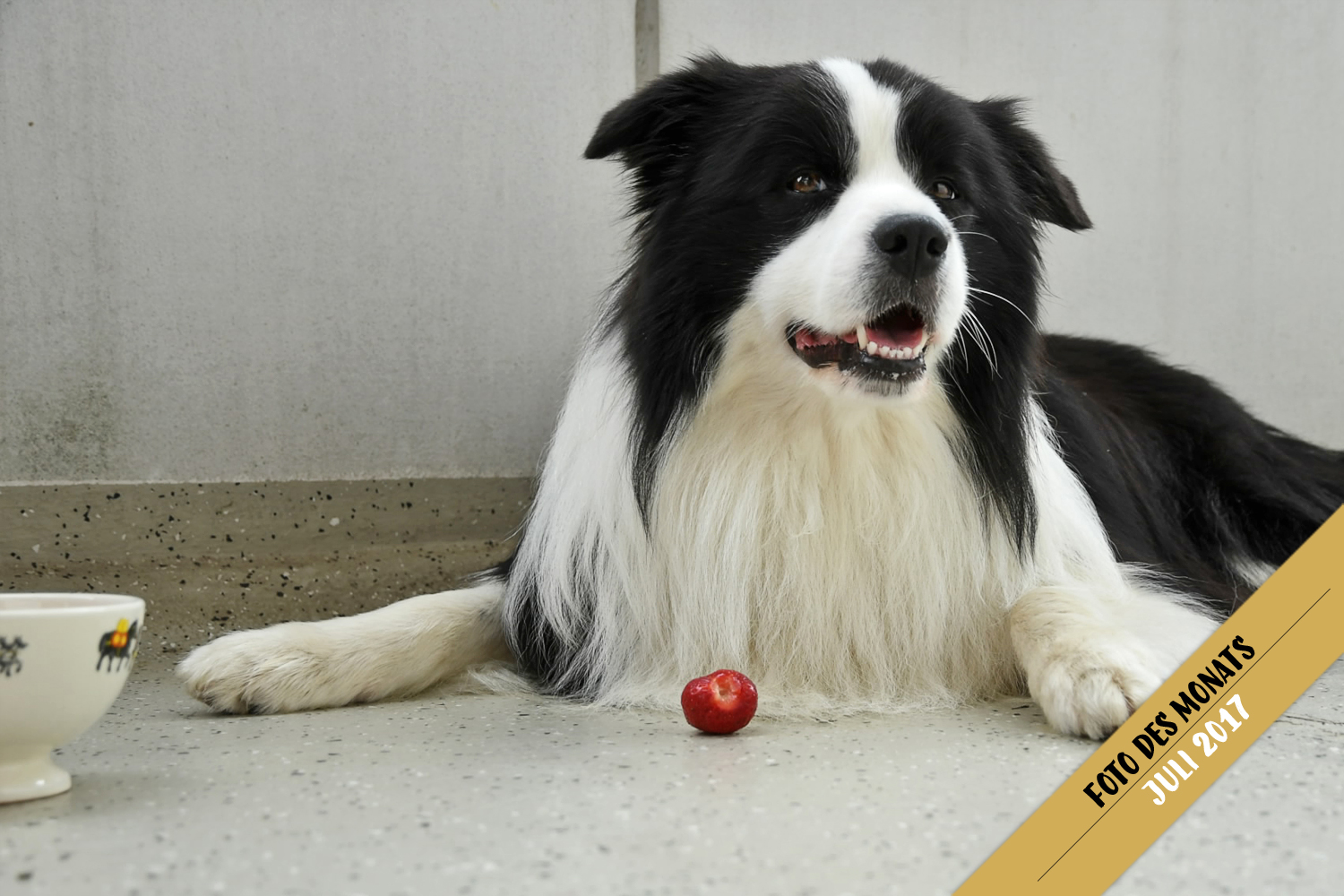 Foto des Monats: Joey (Broadmeadows Black Diamond) – Erd-bäh!-ren gehen gar nicht! Foto des Monats: Joey (Broadmeadows Black Diamond) – Erd-bäh!-ren gehen gar nicht!