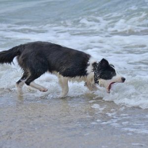 Border Collie Hündin Enya am Strand