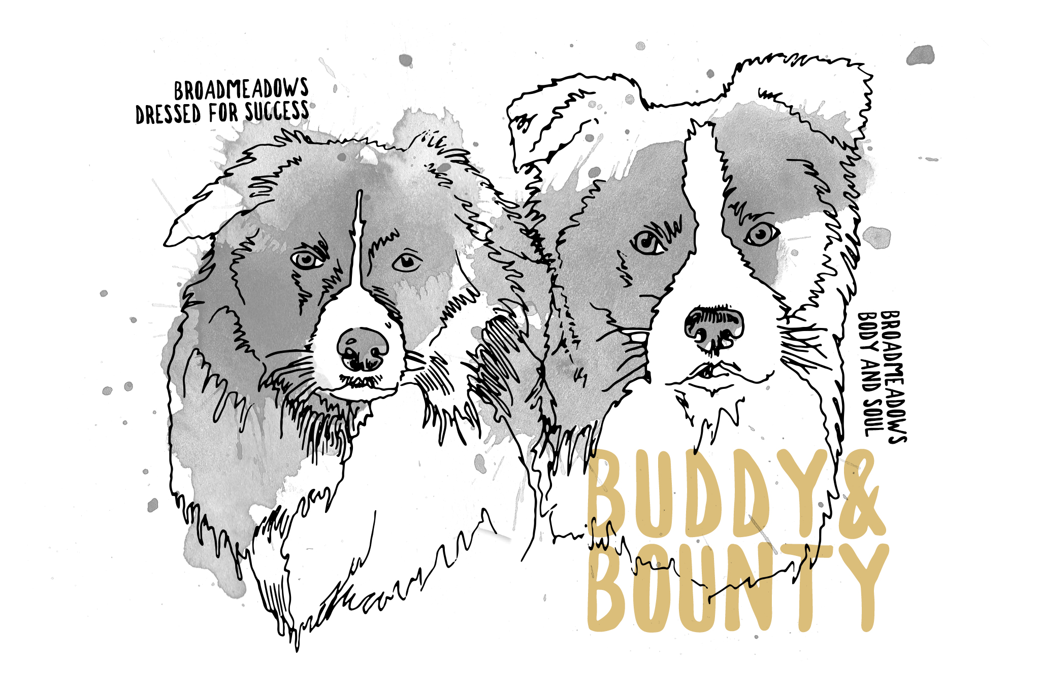 Illustration Border Collie Rüden