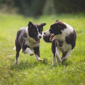 20|08|2017 – Border Collie Brüder: Elvis und Tyrion