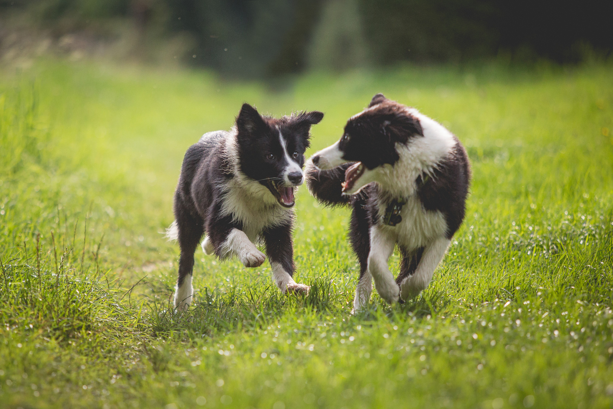 20|08|2017 – Border Collie Brüder: Elvis und Tyrion