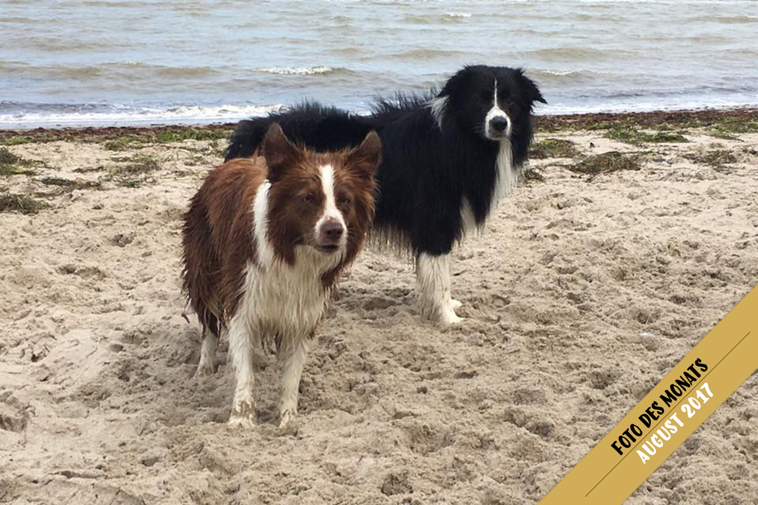 Foto des Monats: Edda und Bounty (Broadmeadows Almost Rosey/Dressed for Success) am Ostsee-Strand