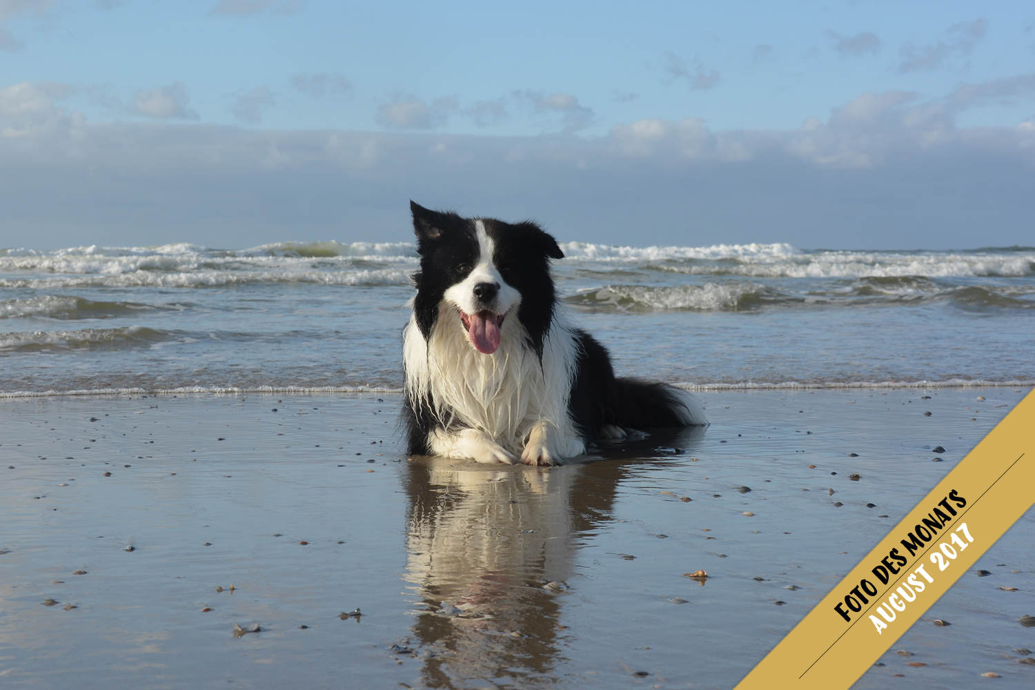 Foto des Monats: Joey (Broadmeadows Black Diamond) – Watt-Wellness auf Norderney