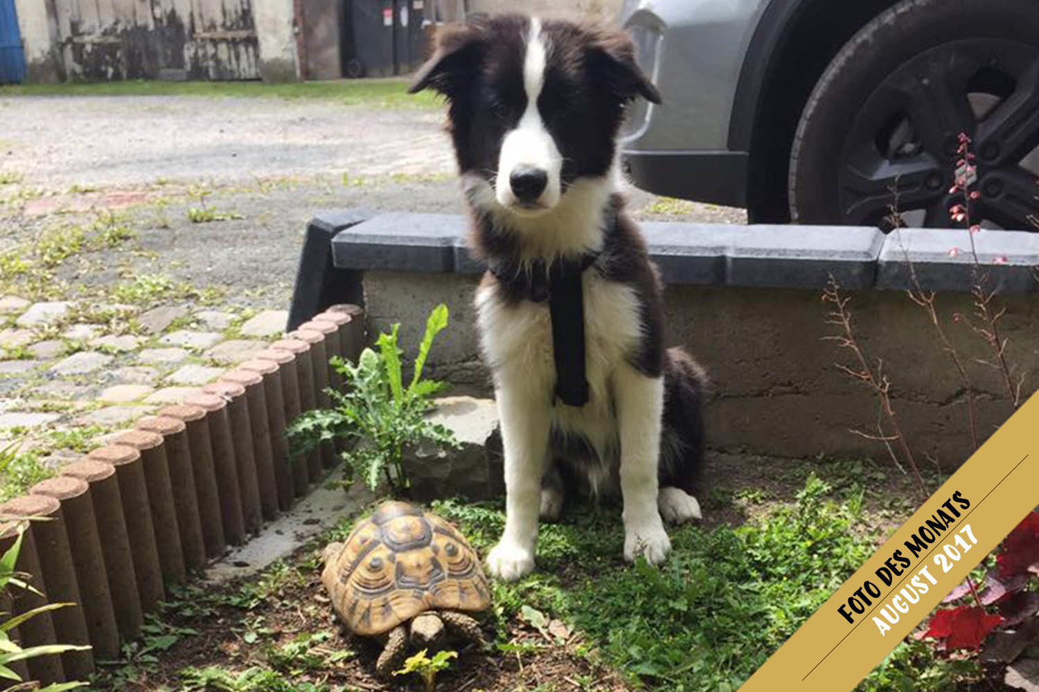 Foto des Monats: Tyrion (Broadmeadows Enter Sandman) – schneller als jede Schildkröte