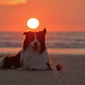 Joey (Broadmeadows Black Diamond) macht Urlaub auf Norderney