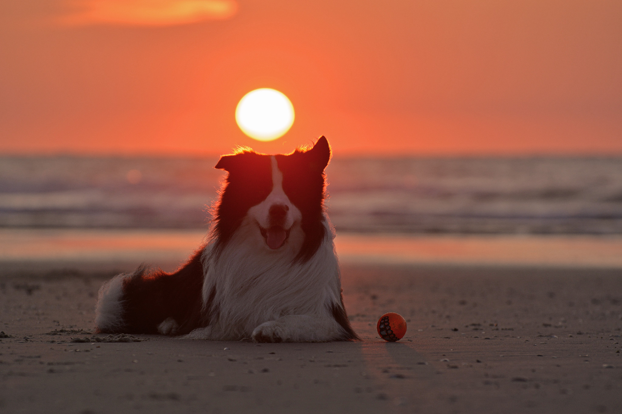 Joey (Broadmeadows Black Diamond) macht Urlaub auf Norderney