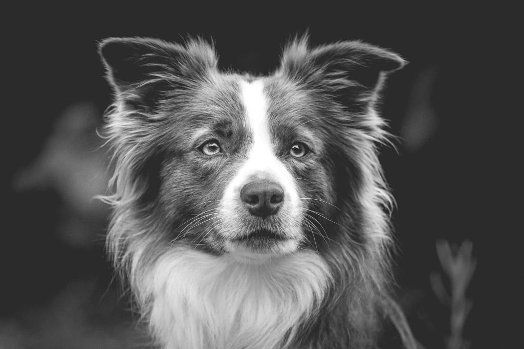 Border Collie Hündin Edda im Portrait