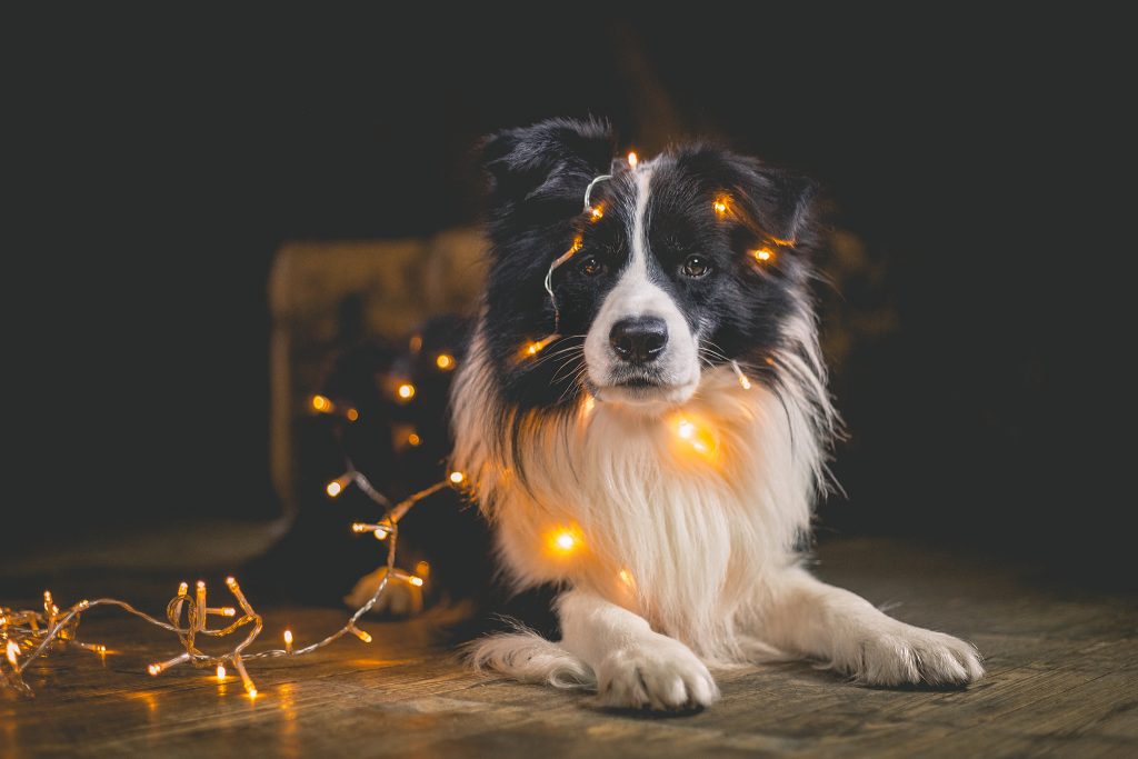 Border Collie Weihnachtsfoto