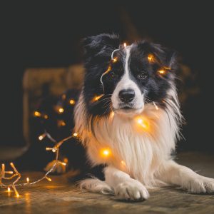 Border Collie Weihnachtsfoto