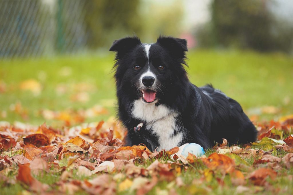 Border Collie Zoe