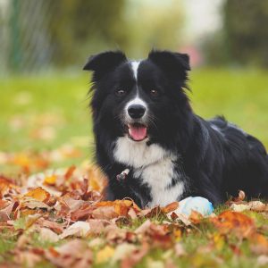 Border Collie Zoe