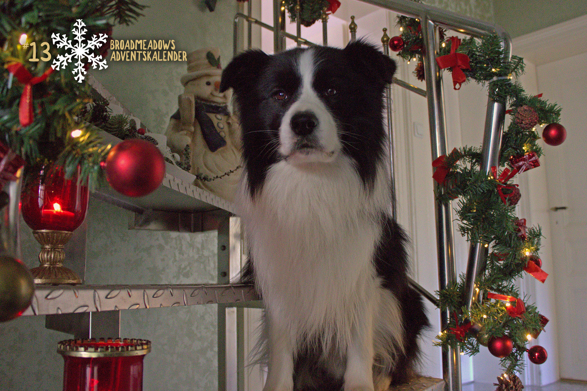 88+ Border Collie Tree Ornament