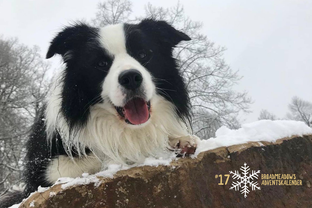 Broadmeadows Adventskalender – No. 17: Beau (Broadmeadows Bouncing Off Clouds)