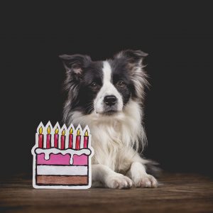 Border Collie Hündin Ida feiert ihren siebten Geburtstag