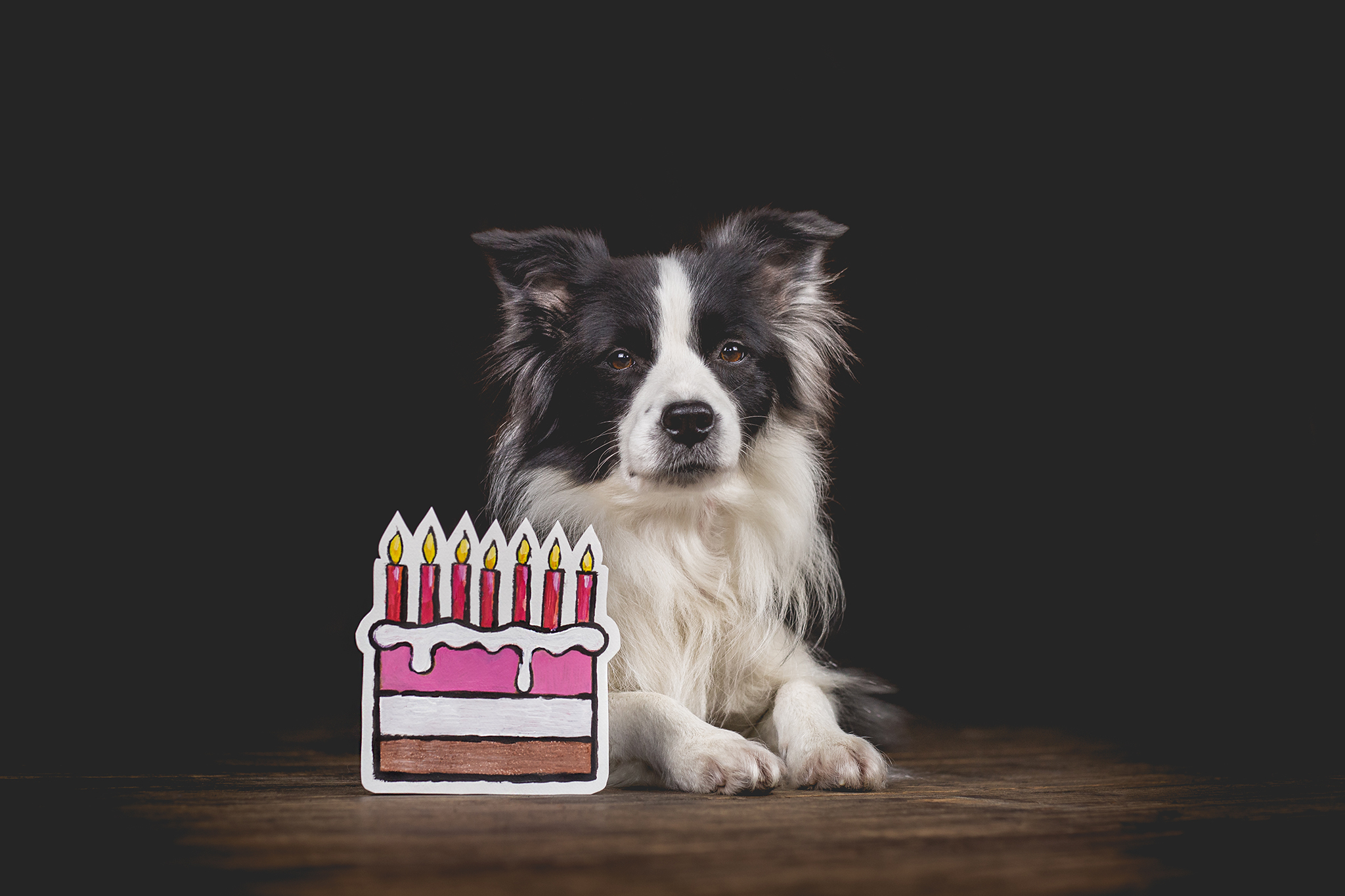 Border Collie Hündin Ida feiert ihren siebten Geburtstag