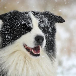 Border Collie Joey im Schnee