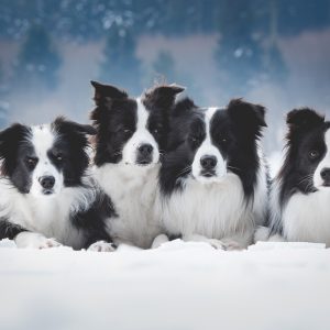 Unsere vier Border Collies: Nell, Ida, Zion und Heidi