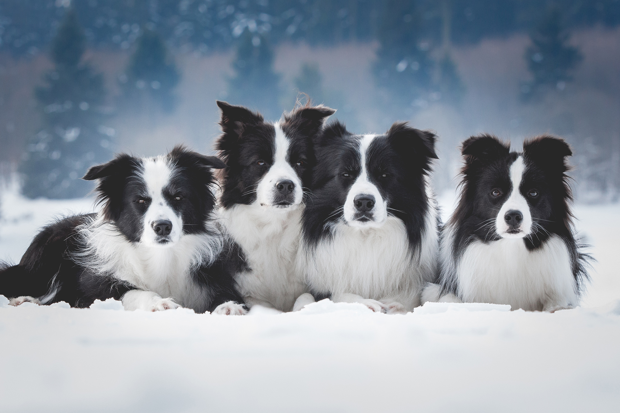 Unsere vier Border Collies: Nell, Ida, Zion und Heidi