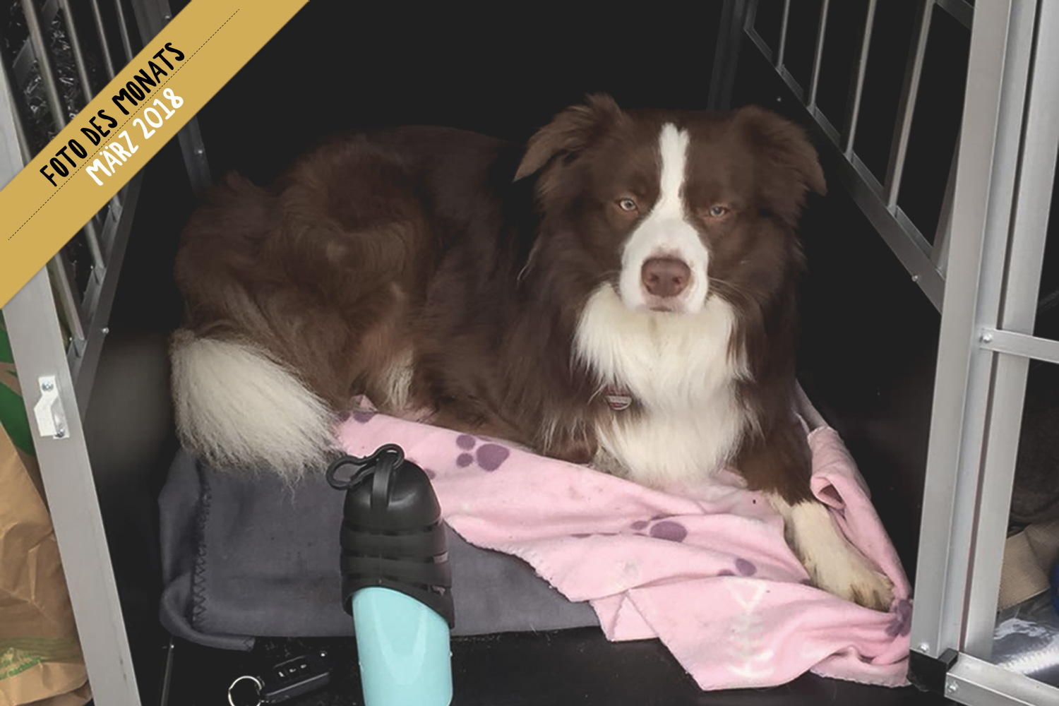 Border Collie Express: Spencer (Broadmeadows Disco Inferno)