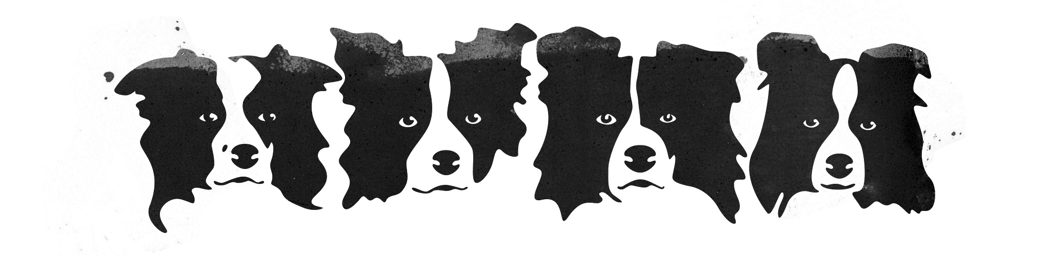 Vier Border Collies, Illustration