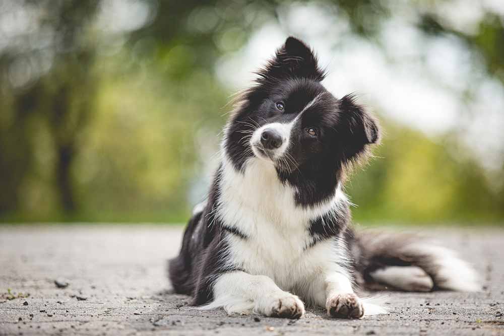 Border Collie Hündin Ellie