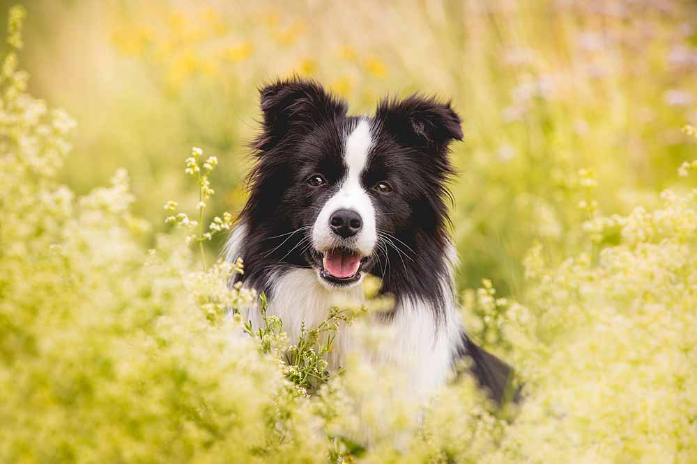 Zuchthündin, Border Collie Hündin Heidi