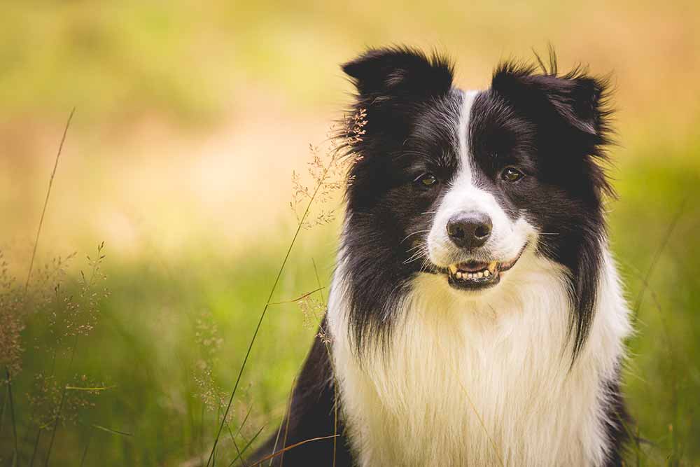 Border Collie Rüde Zion