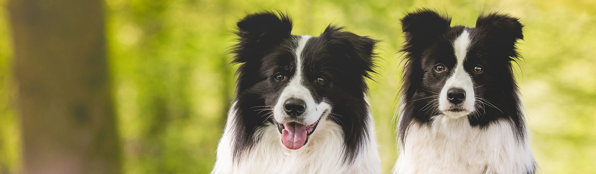 Zwei Border Collies, Rüde und Hündin, Broadmeadows Border Collies