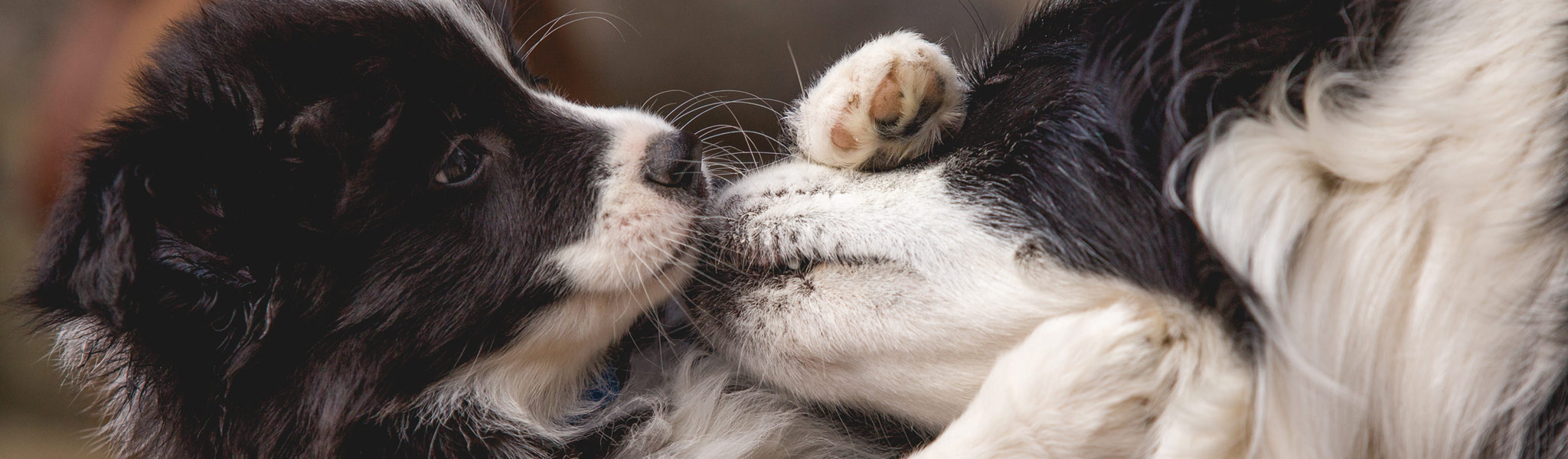 Border Collie Hündin mit Border Collie Welpe