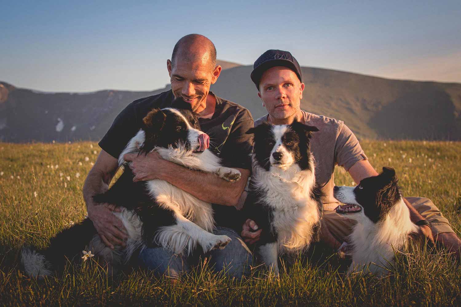 Broadmeadows Border Collies