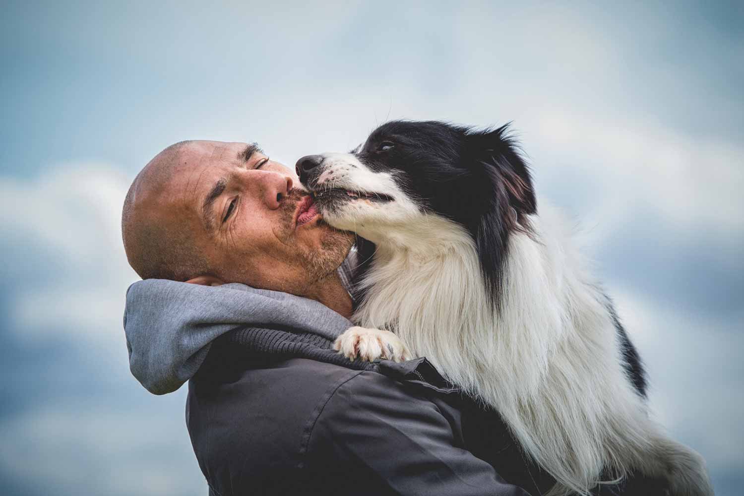 Broadmeadows Border Collies