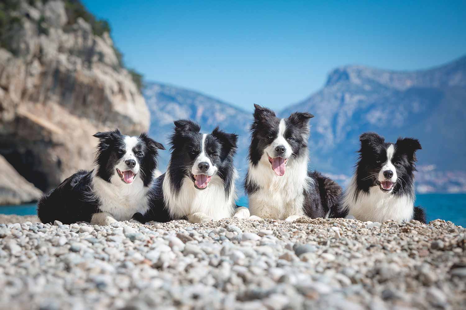 Border Collies