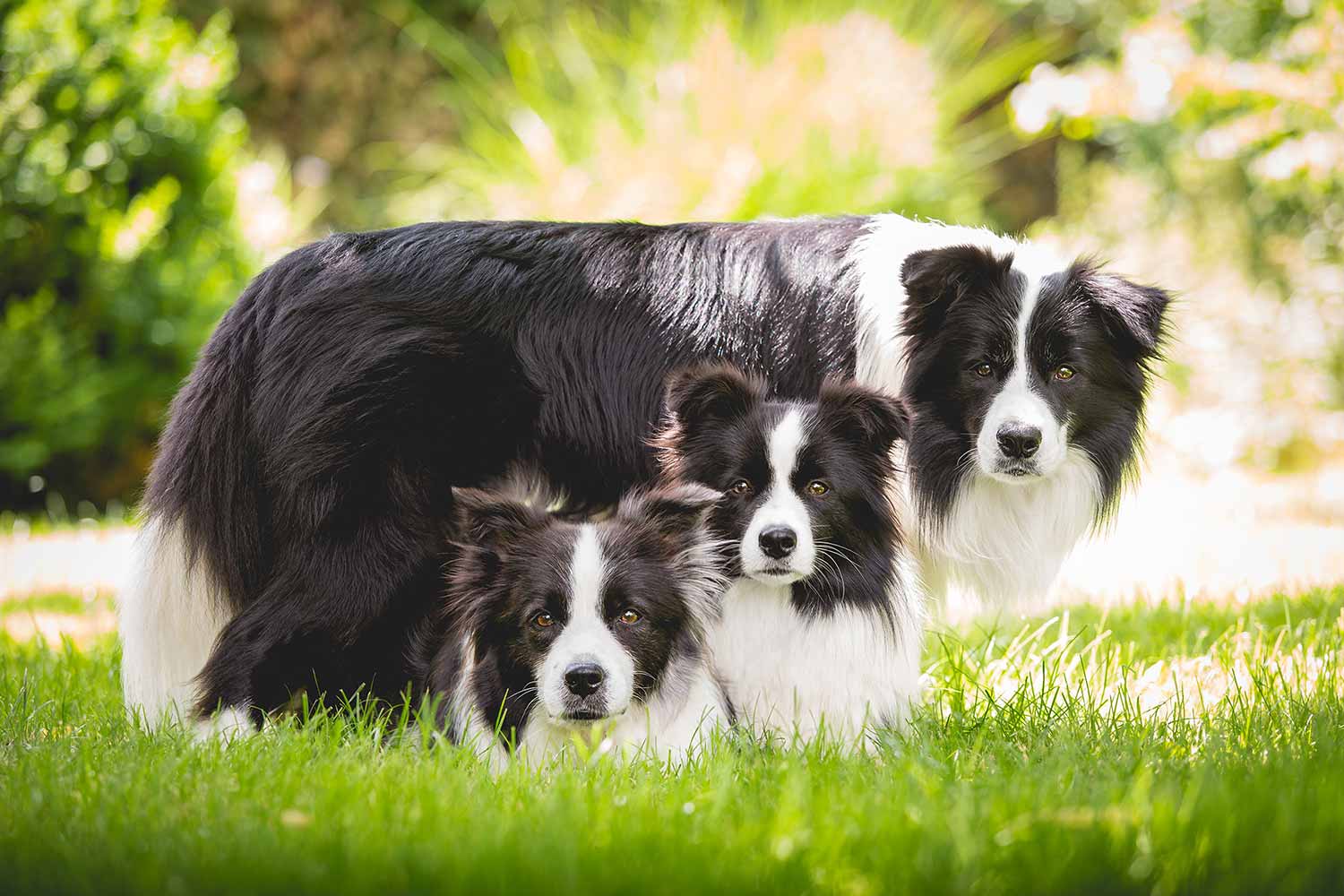 Border Collies