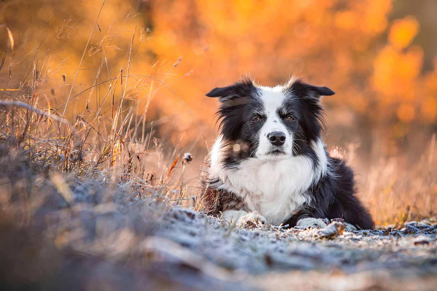 Border Collies