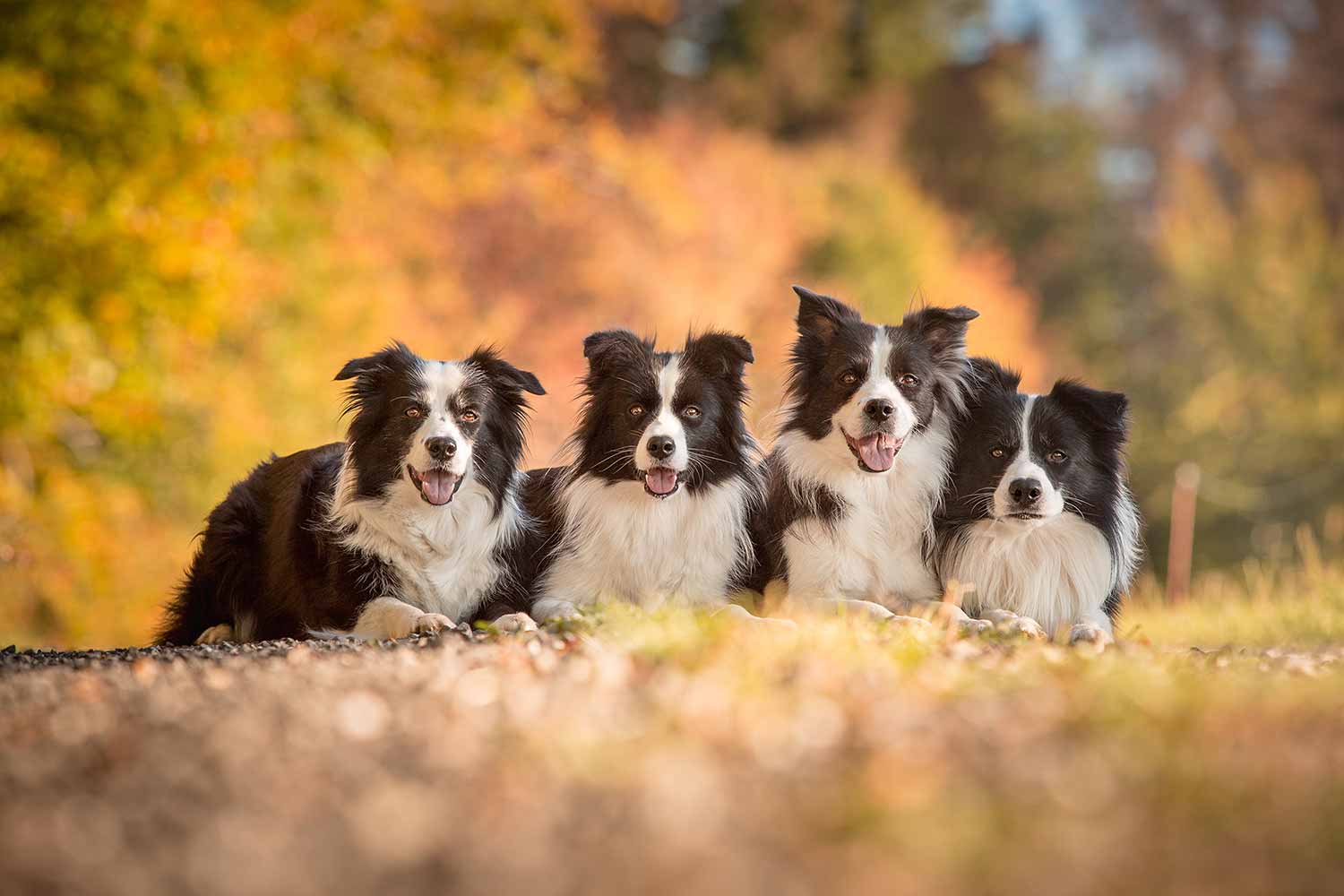 Border Collies